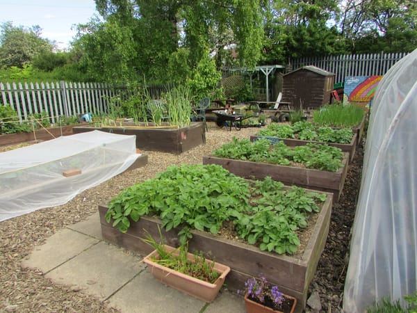 Gardening Fun At Centre 81