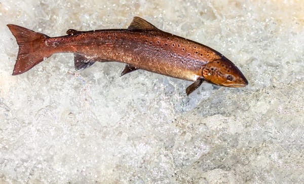 The Great Salmon Run