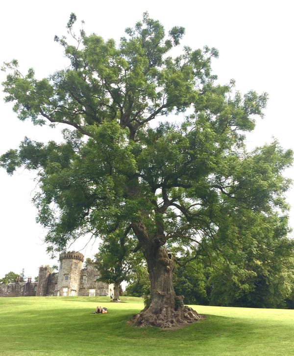 Story of a Native Tree - The Magnificent Ash